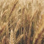 گندم اور آٹے کی قیمت