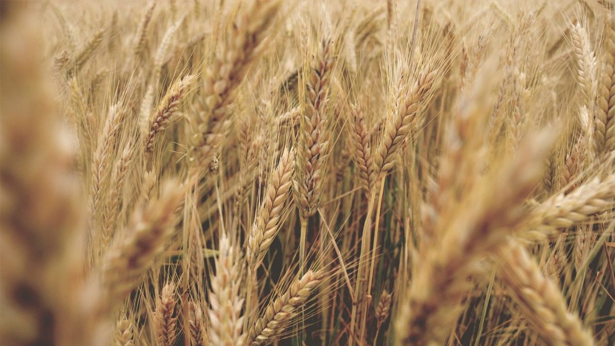 گندم اور آٹے کی قیمت