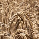 اوپن مارکیٹ گندم کی قیمت