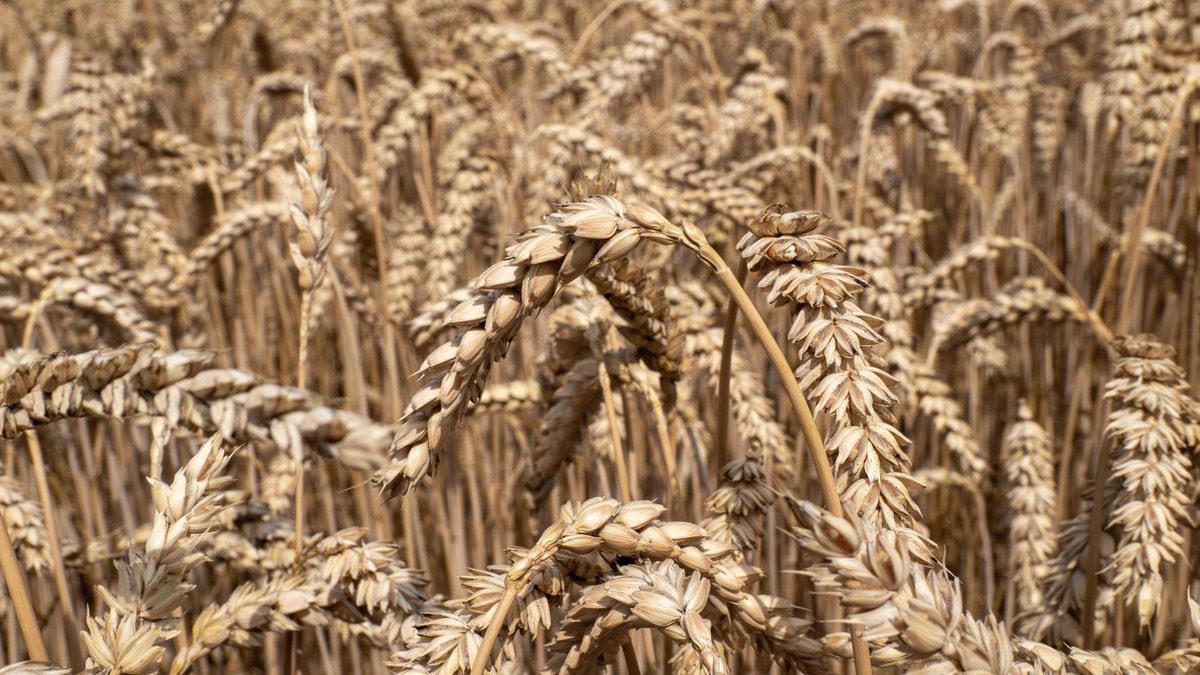 اوپن مارکیٹ گندم کی قیمت